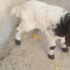 دواغير