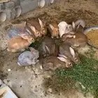 ارانب جامبو كبار