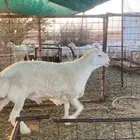 طلي جذع جبر ناهي