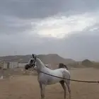 فرس