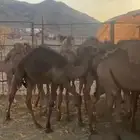 للبيع قعدان