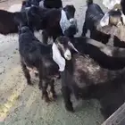 المدينه