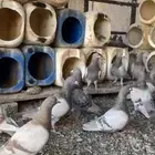 حمام سلفر