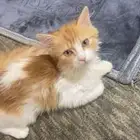 قطوت للتبني