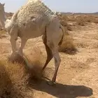 حشو لبانية فاخرة
