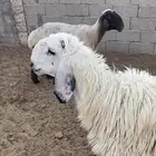 فحل جذع للبيع