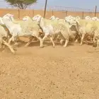 غنم حريات حرش وبره ملكية مراح واحد صنف الصنف