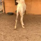 قعود فل شحم