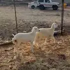 طلي ورحلتين