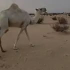 للبيع حقه رمانيه