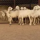 6 من الغنم كفو كفو دفيع