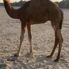 قعود مشروع فحل ادهم وامه مجموع ب الحليب
