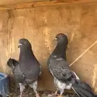 زوجين داب ولا وزوج نيل دنبا شرط انتاج وصحه