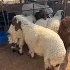 ذبايح حريات ونعيم مع الصلاخه والتوصيل