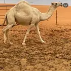 ناقه ثنيه ضريبه