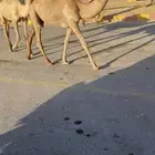 للبيع بكار مفاريد