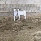 جفار بيشي