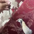 تعليقة قهبي تو سويتها وحنطتها