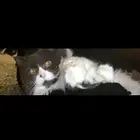 قط ذكر معقم للبيع