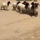هرافى العدد 9 التوصل واتساب او مكالمه