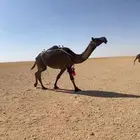 لقحه