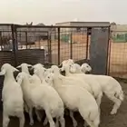 بهم للبيع