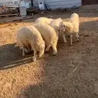 حوش لتقبيل