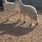 حريات