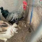 دجاج وديك