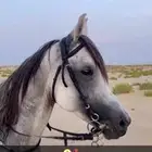 حصان شعبي