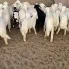 بهم تربيه تم البيع اضغط متابعه يصلك كل جديد