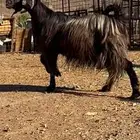 معزا شاميات دفيع ( تم البيييع )