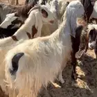 معزا دفيع شرط