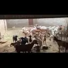 المخواة بطاط الغامد زند