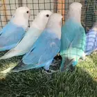 اجوز روز هولندي