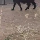 السلام عليكم
