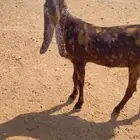 عنز