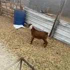تيوس بلدي