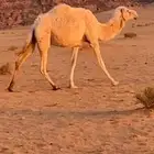 ناقه لقحه