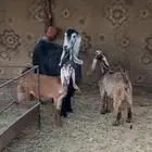عنز متبع حدرها تيس وعناق