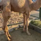 حوار ناهي عمره 9 شهور