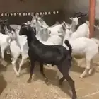 تيوس مخاصي بلدي شرطط