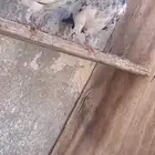 للبيع حمام باكستاني جوزين