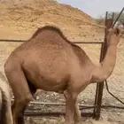 قعدان