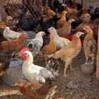 دجاج للبيع