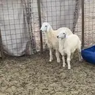 ذبايح
