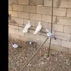 حمام للبيع 6اجواز فرنسي و 2بغدادي الموقع الاكحل