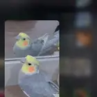 ببغاء كروان