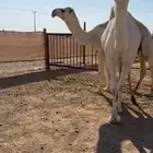 عشراء تحتها قعود حق باتلي