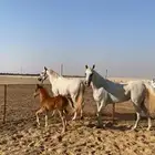 فرس عربية لقاح و تحتها مهر جزيريات اصايل